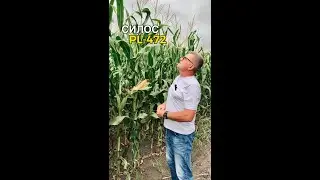 Силосна кукурудза ПЛ 472 Камруд-Агро
