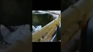 viral kota Kupang, lagu Bento
