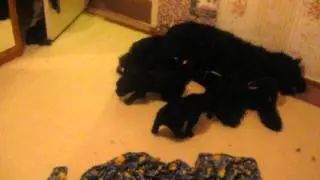 Мои щенки :3