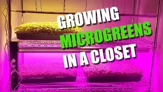 Grow MicroGreens in a CLOSET or SMALL SPACE!!!  EASY