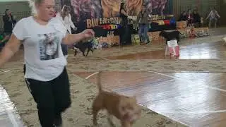 Сравнение на лучшую суку булли шоу