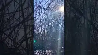 Сегодня Утром☀️Пение Птиц☺️🕊️👌 