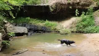 Labs love to fetch sticks, especially in the water #short