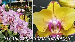 New Varietal Orchids 