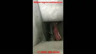 Пресс механическая обвалка мяса свинины, хребтов и рёбер