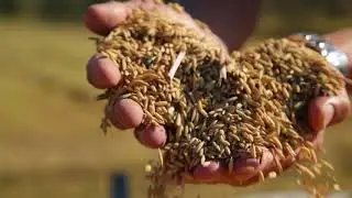 Filière Riz de Camargue