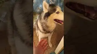 тяфкает #хаски #husky