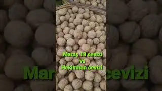 Maraş 18 cevizi vs Hekimhan cevizi