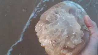 медуза