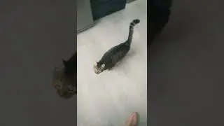 Можно я с тобой 🐾