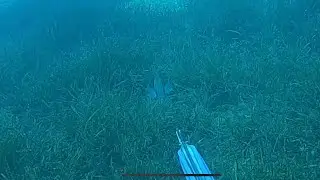 Kıbrıs Zıpkınla Balık Avı Grida Lahos Spearfishing Cyprus Gold Grouper