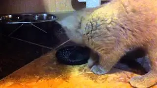 Котопёс / Котенок зарывает миску #2 / Британец