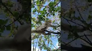 Страшно на дереве....#shorts