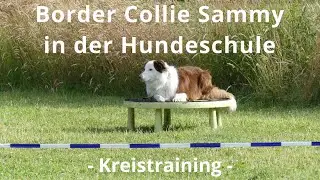 Border Collie Sammy beim Kreis-Training in der Hundeschule
