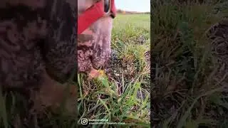 🌽🌽🌽