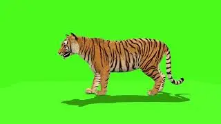 green screen Lion stock video footage_