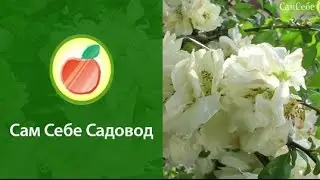 Айва прекрасная (хеномелес) 
