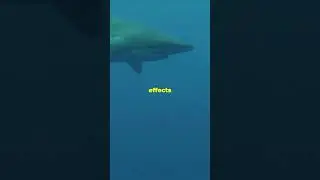 Sharks In Brazil Test Positive For Cocaine