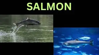How to pronounce SALMON | Speak Properly