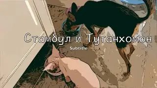 Первые дни вместе. Маленькая собачка Русский Той Терьер и котенок Сфинкс.