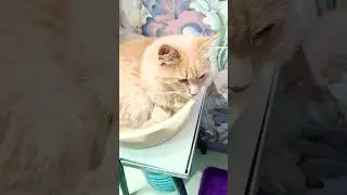 А вас никогда не удивляло? #shorts #кот #котики #юмор