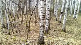 Весенний березняк