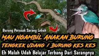 Ngambil Anakan Burung Tengkek Udang #burungtengkek #burung #tengkekudang