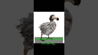 पक्षियों की हड़िया खोखली होती हैं मगर क्यू ... 
