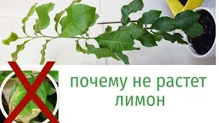 Почему не растет лимон. Юные садоводы.