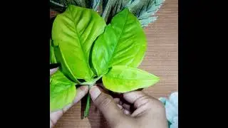Structure of Leaf