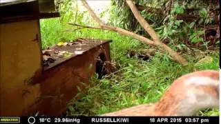 Nosey Weka bird
