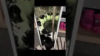 #шайлураптор #индоминусяйца