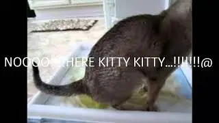 BAD CAT!!!PEE IN THE LITTER!!!!