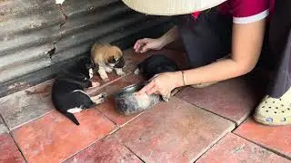 Chó Con Dễ Thương, tập cho mấy chú cún con ăn cháo