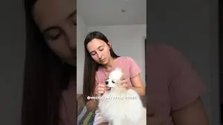 Как незаметно положить 💊 собаке в рот 