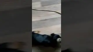 Собачка играет с белкой
