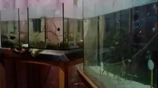 Скалярия Кои. Анциструс обыкновенный.