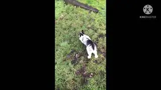 My rabbit VS my sisters great escapes