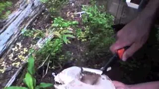 Taos Mushroom Hunt!