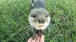 カワウソの足の経過観察をしに夏の日差しを浴びに行った！ I went to the summer sun to observe the progress of the otter's feet!