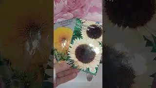 Подсолнухи