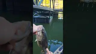 Big Spotted Bass Lake Lanier in September