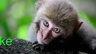 Become monke