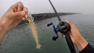 Fishing BIG Live Shrimp for Jetty GIANTS!! (Catch and Cook)