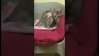 Village land ladu 😂 | azlagana samsaram 😂 #gowndamani #sendhil #vadivelu #funnyvideos #funnyanimals