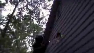 Trying to get rid of bats