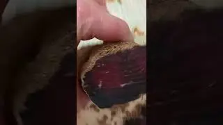 Сыровяленое мясо. Балык из лося. Рецепты и технологии. Дачный Быт.