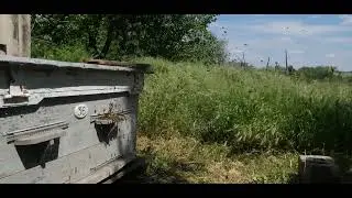 1ший Рій в цьому році) Обліт#природа #shorts #shortsvideo #SHORTS #short#shorts