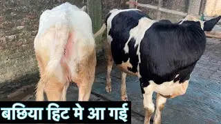 बछिया हिट मे आ गई wws heifers ANTARES BULL #ejjukibusinessideas #wwsheifers#milkvoice