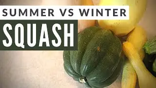 Grow WINTER SQUASH During SUMMER! What is Winter Squash? When to Plant?